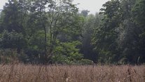 Wälder bei Wyhlen