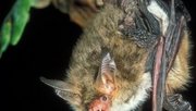 Bechsteinfledermaus