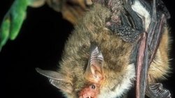 Bechsteinfledermaus