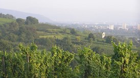 Tüllinger Berg Westseite