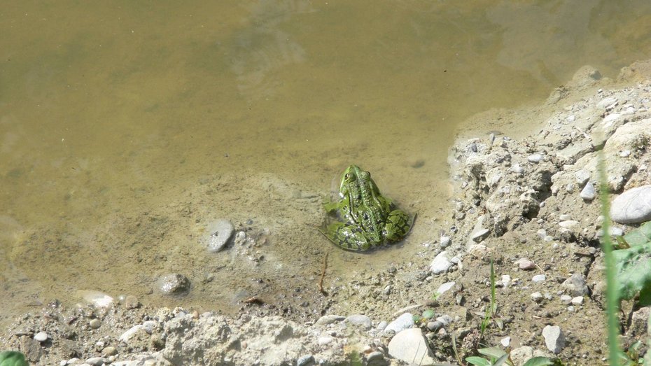 Wasserfrosch