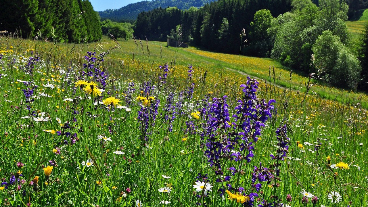 Bunte Blumenwiese