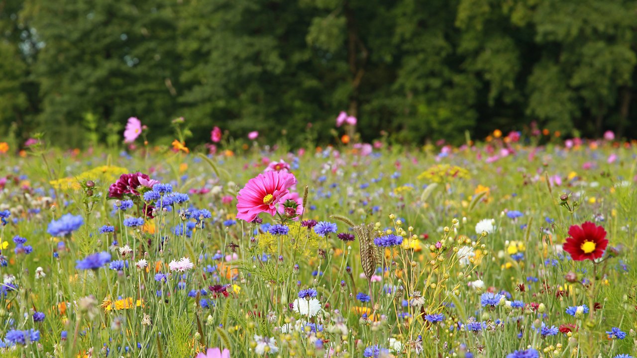 Eine blühende Wiese